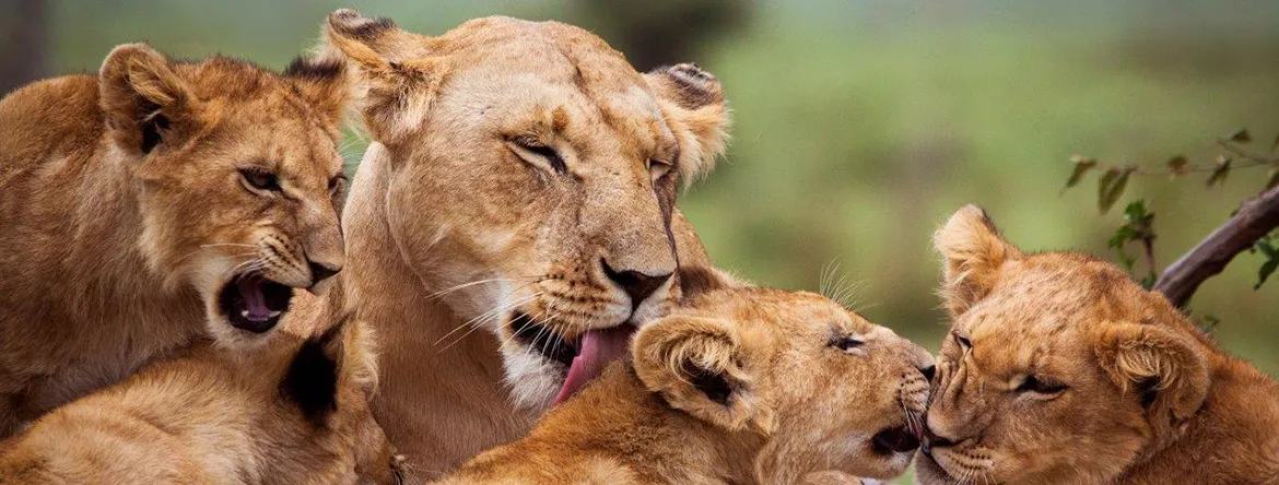 Туры в Кению