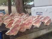 Раковина моллюска conch