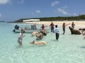 Дикие свиньи на острове Эксума...очень дружелюбные!