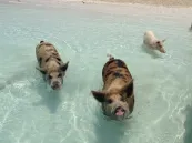 Дикие свиньи на острове Эксума