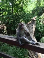 В обезьяньем лесу