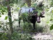 Водного буйвола мы встретили в джунглях острова Ринка