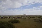 Монгольская степь