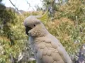 Австралийский попугай