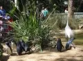Австралийский пингвины