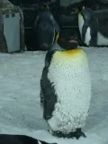 Ант. пингвин