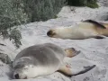 Тюлени на острове Кенгуру