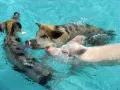 Плавающие свиньи