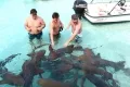 Знакомство с акулами