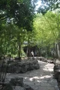 Бамбуковая роща в Саду Радости