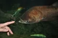 Ловля рыбы на палец