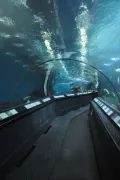 Туннель в аквариуме