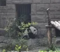Панда с морковкой