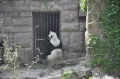 Еще одна панда