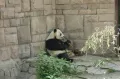 В Пекинском зоопарке