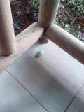 Опасная гостья - зеленая лягушка спит на террасе номера