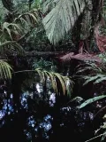 Черная река в джунглях