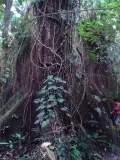 Этому дереву 250 лет, оно огромно