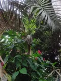 Ленивец спит на пальме