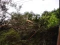 Игуаны на дереве