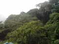 Облачный лес