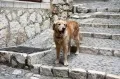Очаровательный пес на мозаично-вымощенной улочке городка Сан-Поль-де-Ванс