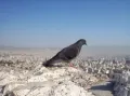 Афинский голубь, автор: Рината Сайфуллина, г. Астрахань