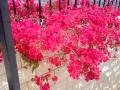 Цветы Бахайского сада
