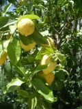 Лимоны на юге Италии растут повсеместно
