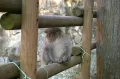 Наблюдающая обезьянка