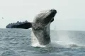 Китовое шоу