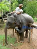 Слоновий питомник. Нгве Саунг