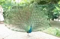 Парк птиц, Куала Лумпур