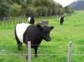 Разделочная корова