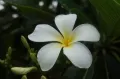 Цветок Тиаре