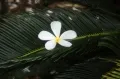 Символ Полинезии
