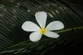 Символ Полинезии