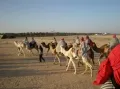 прогулка на верблюдах, Дуз