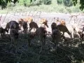 На ферме оленей