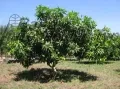Дерево манго