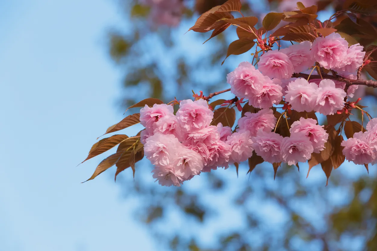 Цветение вишни - туры на весну. Набор группы