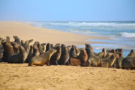 Туры в ЮАР - ПР26<br/>Великолепие ЮАР 2025: Кейптаун (4н) - сафари в парке Крюгера (2н) - Йоханнесбург (1н). Заезды ежедневно на 8дн/7н, без а/б