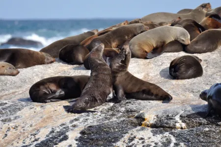 Туры в ЮАР - ПР28<br/>Великолепие ЮАР и Мозамбик. Кейптаун (4н) - сафари в парке Крюгера (2н) - пляжи Мозамбика (4н). Заезды ежедневно на 11дн/10н, без а/б 