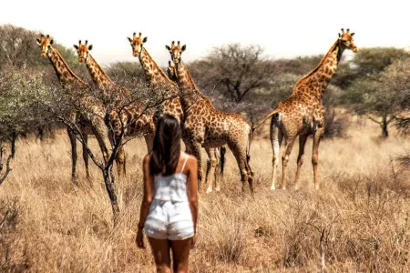 Туры в ЮАР - ПР28<br/>Великолепие ЮАР и Мозамбик. Кейптаун (4н) - сафари в парке Крюгера (2н) - пляжи Мозамбика (4н). Заезды ежедневно на 11дн/10н, без а/б 
