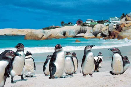 Туры в ЮАР - ПР28<br/>Великолепие ЮАР и Мозамбик. Кейптаун (4н) - сафари в парке Крюгера (2н) - пляжи Мозамбика (4н). Заезды ежедневно на 11дн/10н, без а/б 