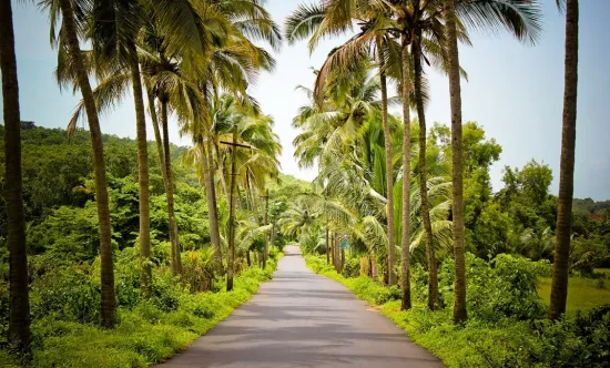 Туры в Индию - ПР99<br/>Северный Гоа. Отели 2*-5*. Суточные цены, без а/б 