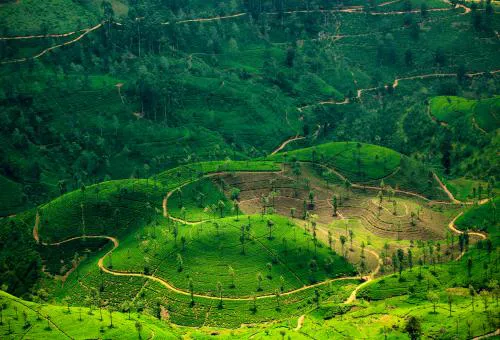 Туры в Шри-Ланку - ПР25<br/>Путешествие по Шри-Ланке. Заезды по воскресеньям на 8дн/7н, без а/б