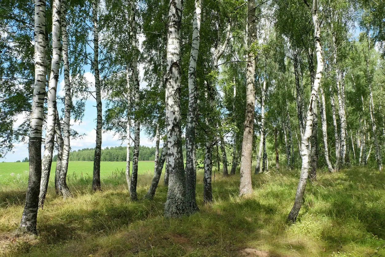 Туры в Россия (Брянская, Калужская, Тульская области)