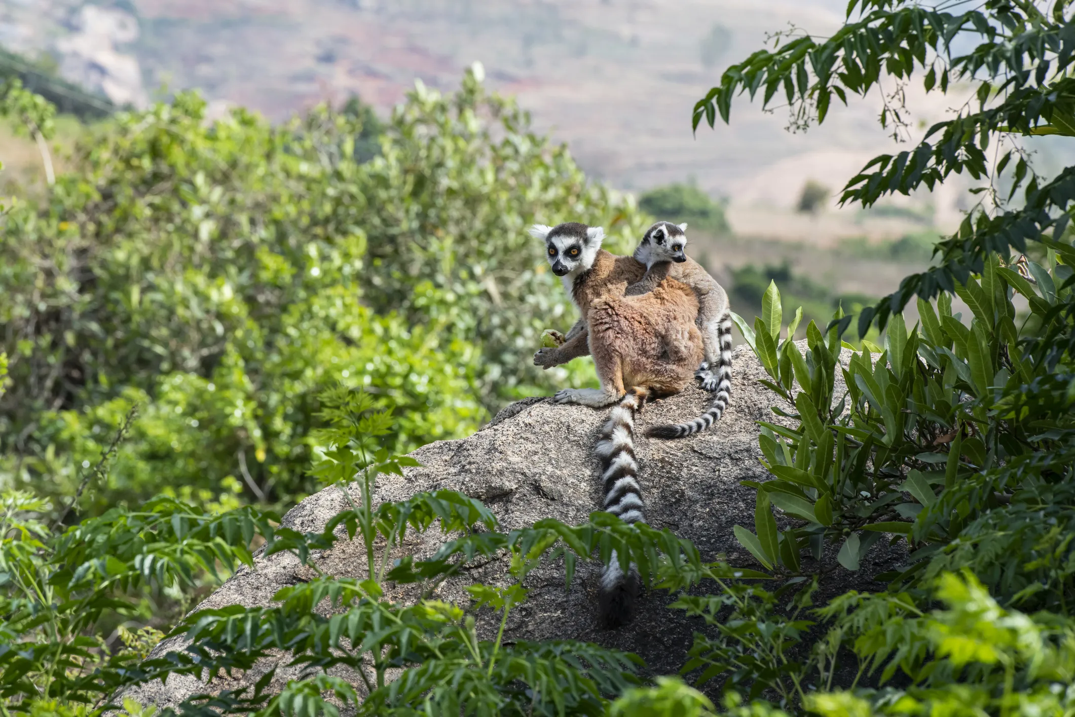 Туры в Мадагаскар