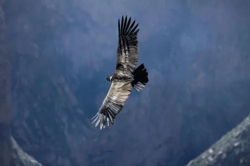 Туры в Перу - ПР4.2<br/>Манящий Перу Наска - эконом-тур. Заезды 2025-2026 на 7н., без а/б